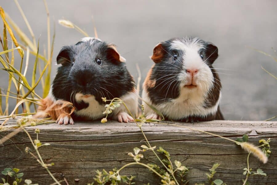 two guinea pigs on a wood surface