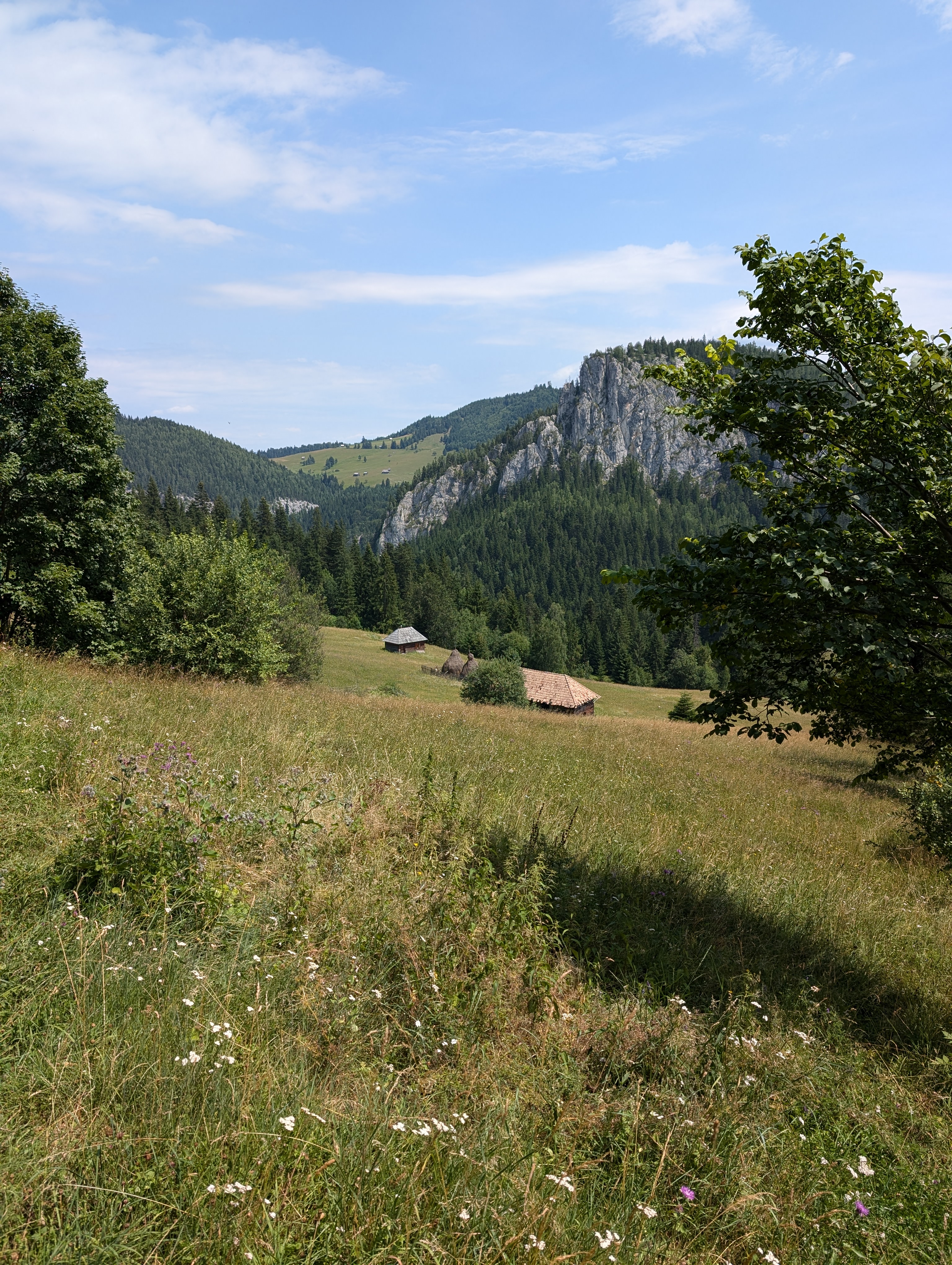 a grassy field with trees and a mountain in the background