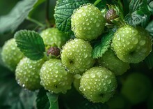 a group of green apples with water droplets on them