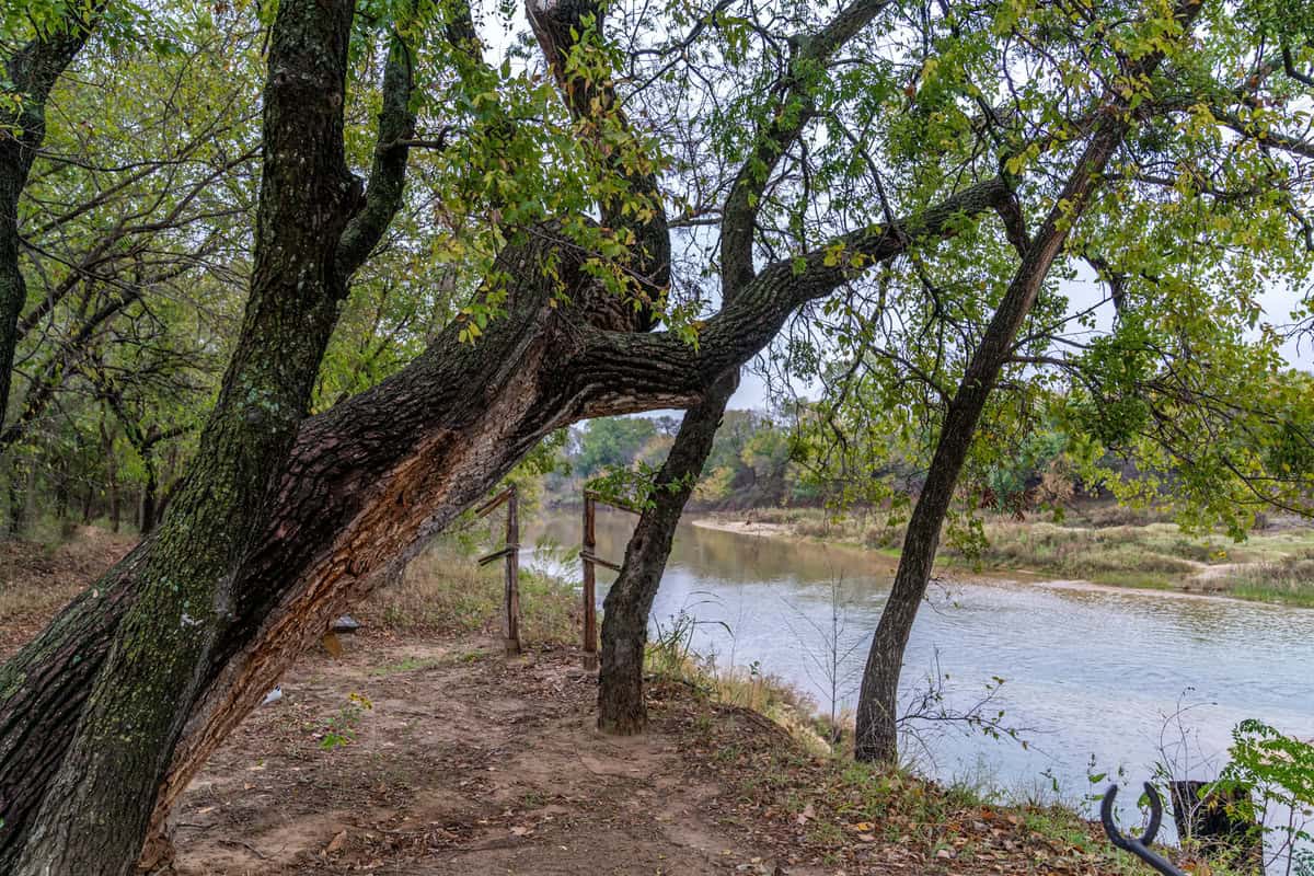 a tree next to a river