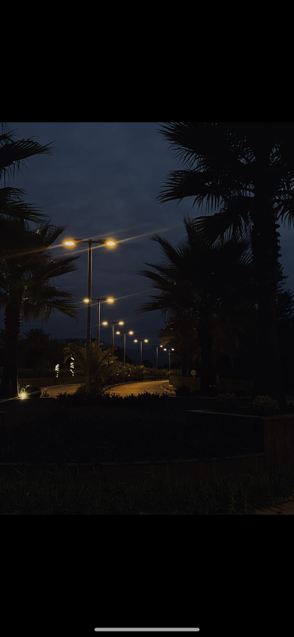 a street lights and palm trees at night
