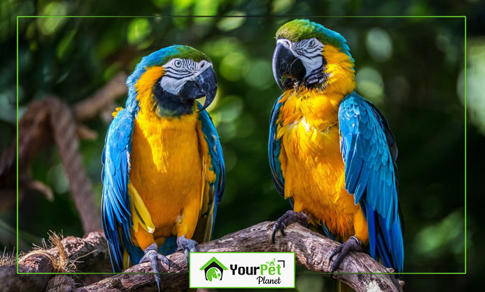 a couple of parrots on a branch