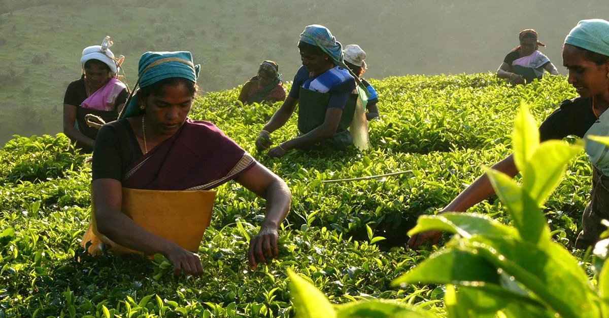 a group of people picking tea leaves