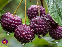 a group of berries on a tree