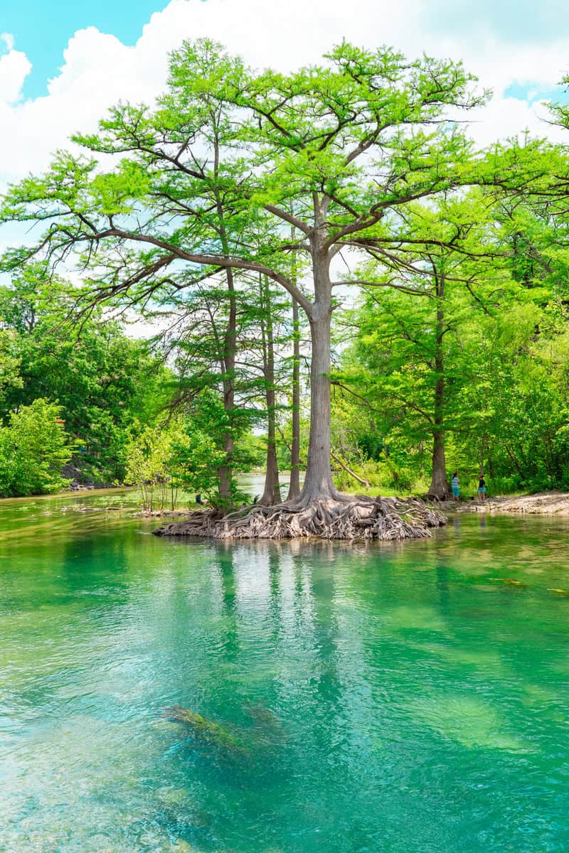 a tree on a small island in a body of water