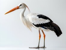 a white bird with black and white feathers