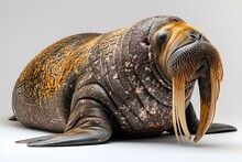 a walrus with a mustache