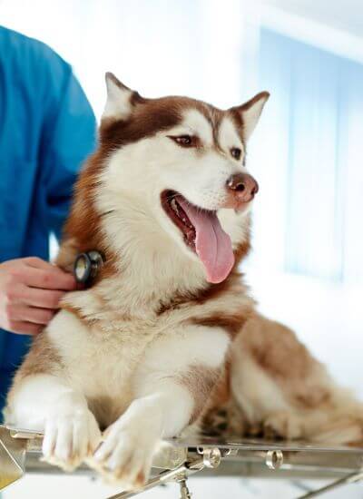 a dog with its tongue out and a stethoscope