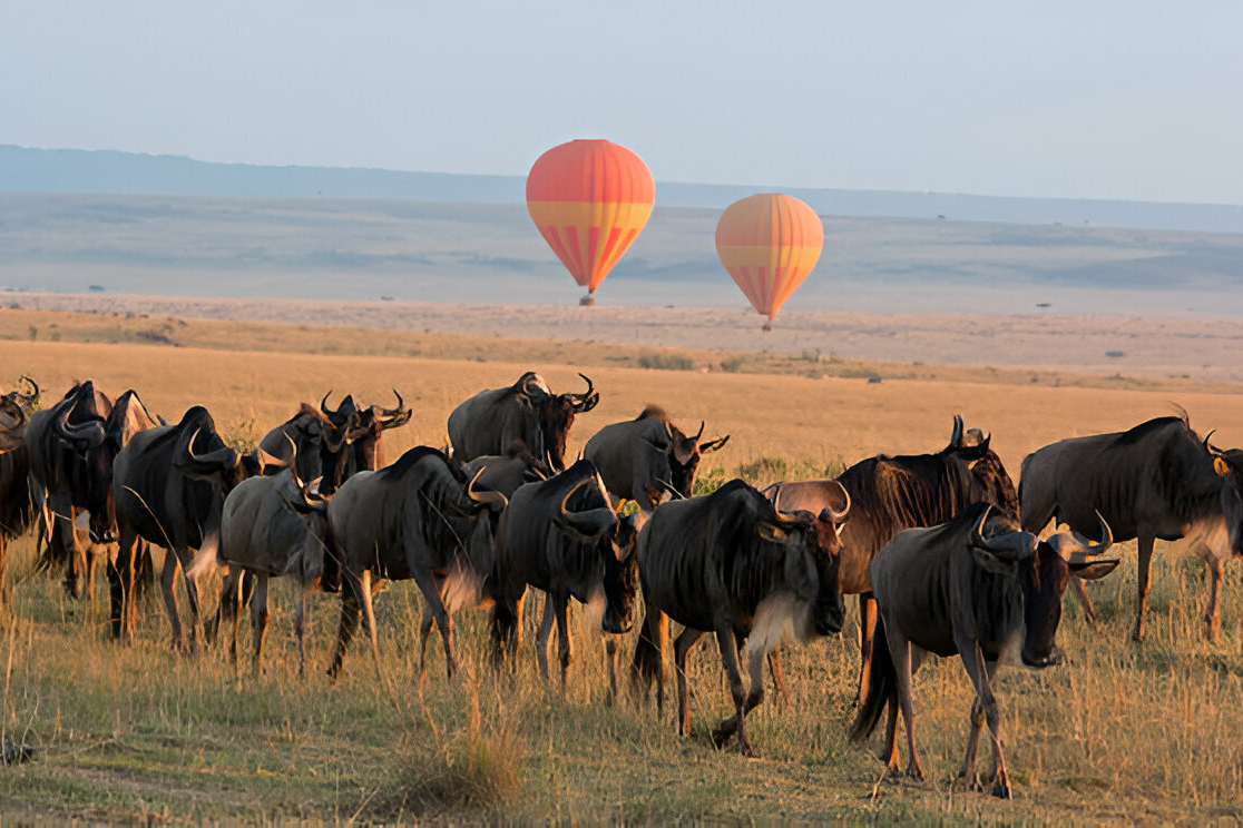 a group of animals walking in a field with hot air balloons in the background