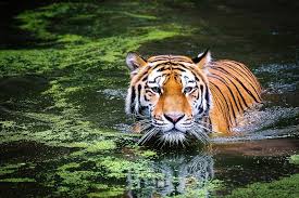 a tiger swimming in water