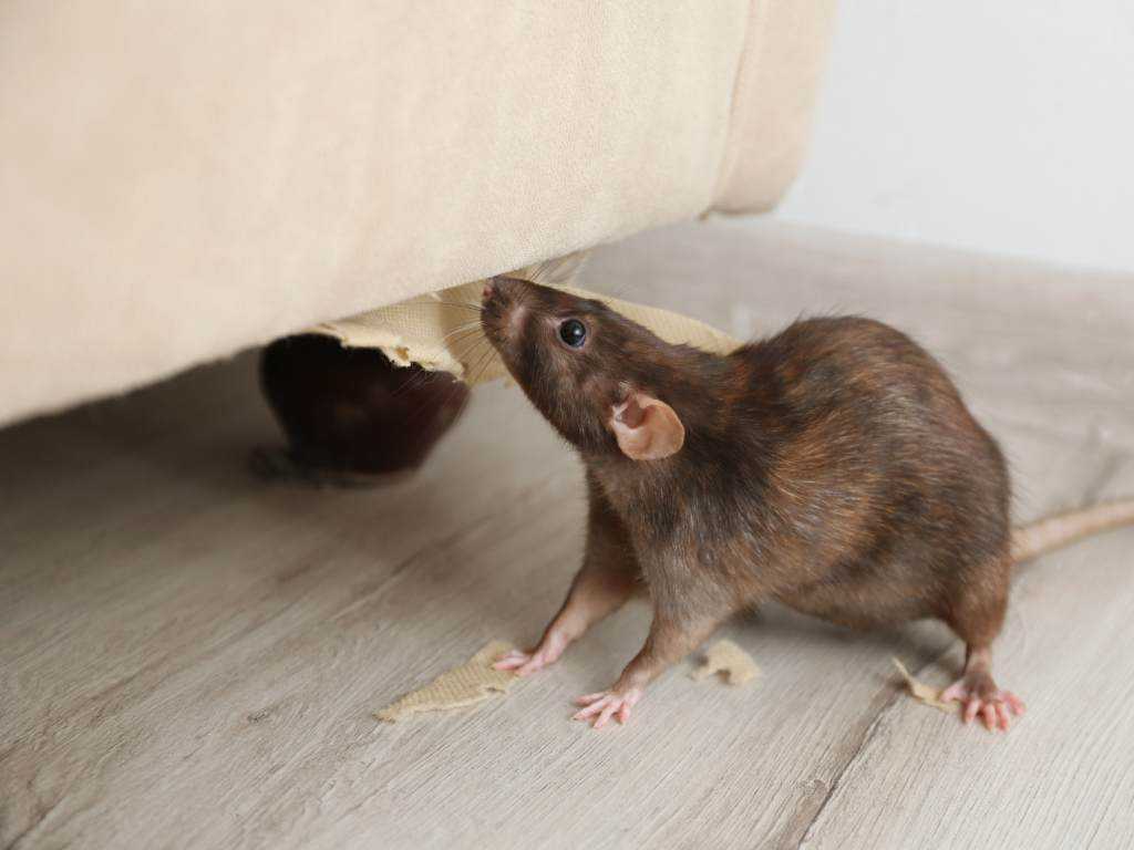a rat looking at a piece of paper