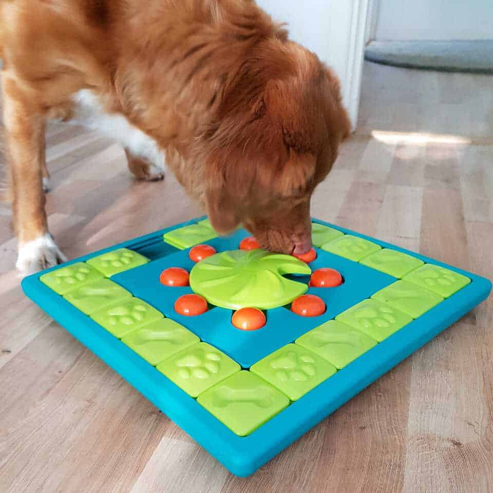a dog sniffing a game