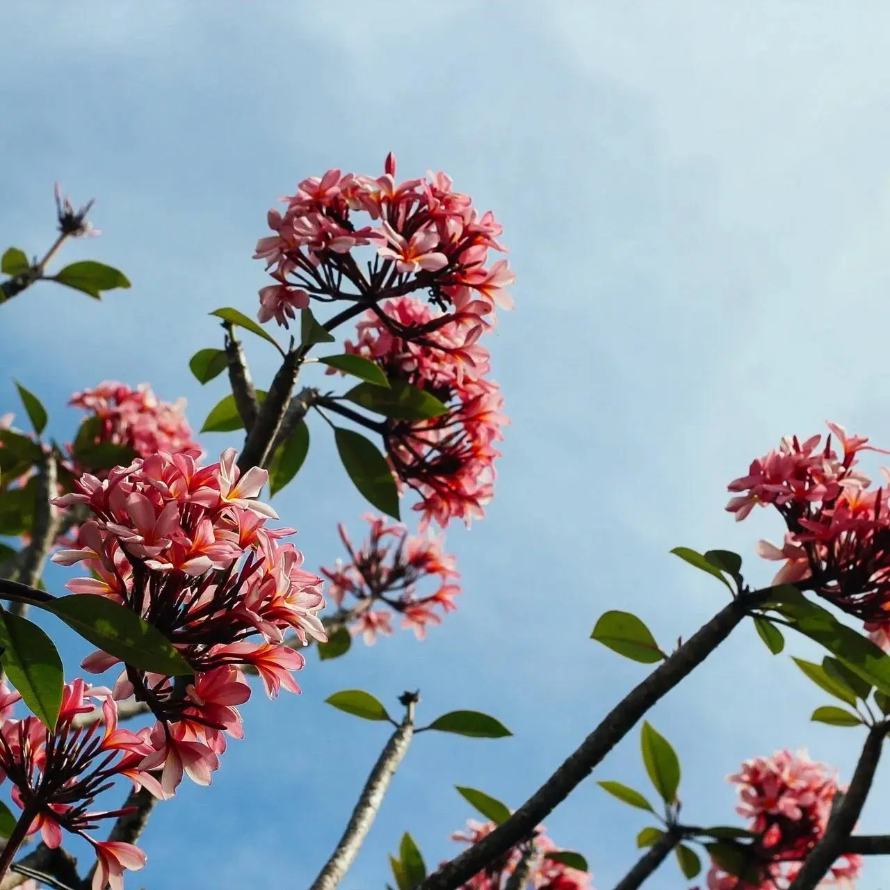 a group of pink flowers on a tree