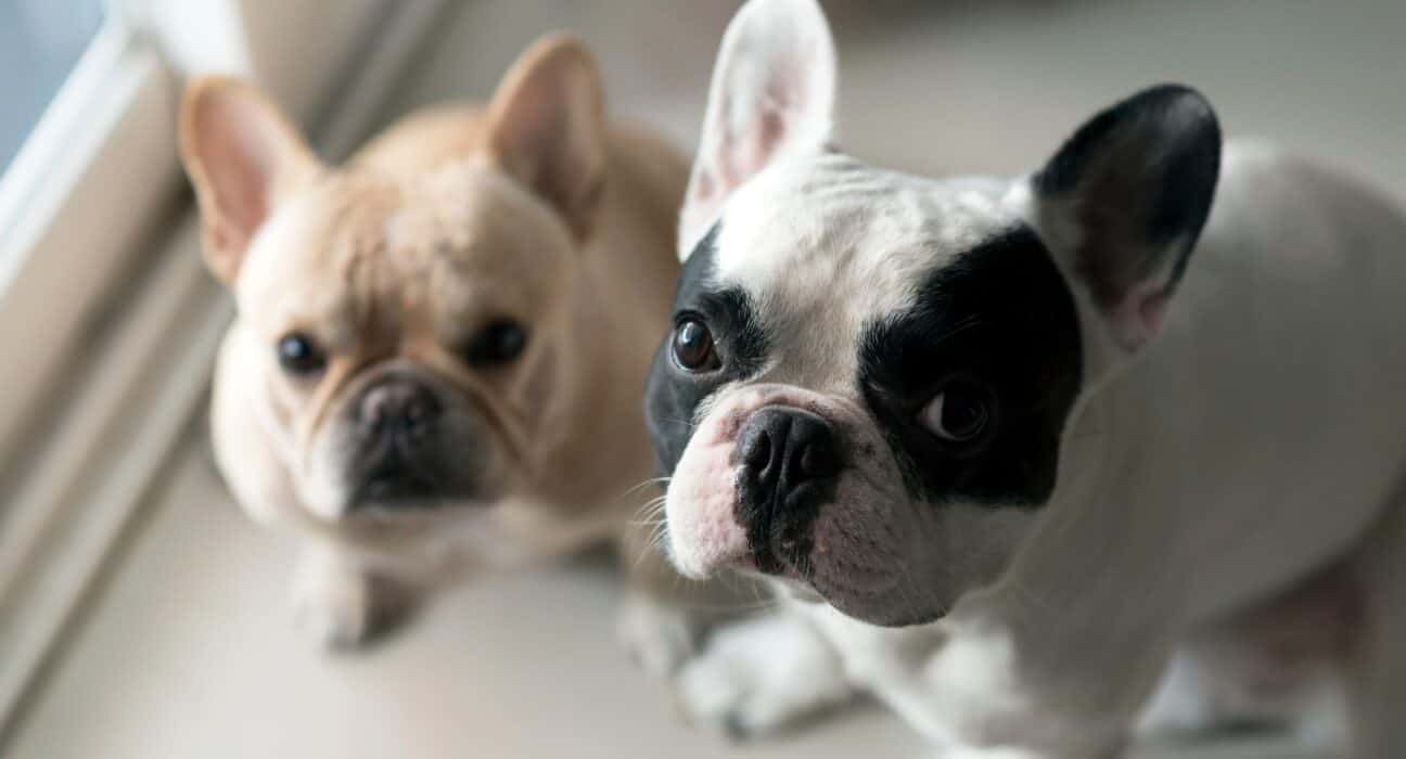 two dogs looking at the camera