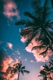 a palm trees and a blue sky