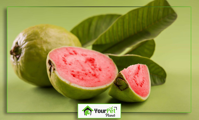 a guava fruit with leaves