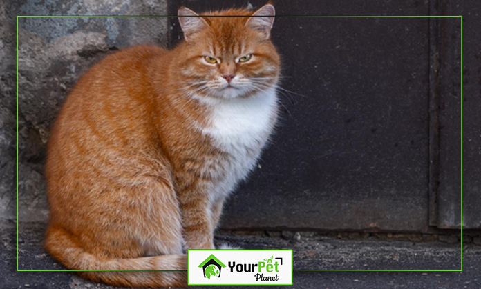 a cat sitting on the ground