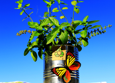 a plant in a tin can with a butterfly