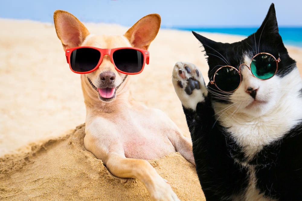 a dog and cat on a beach