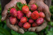 a person holding a pile of strawberries