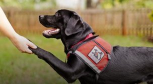 a dog wearing a vest and holding a paw