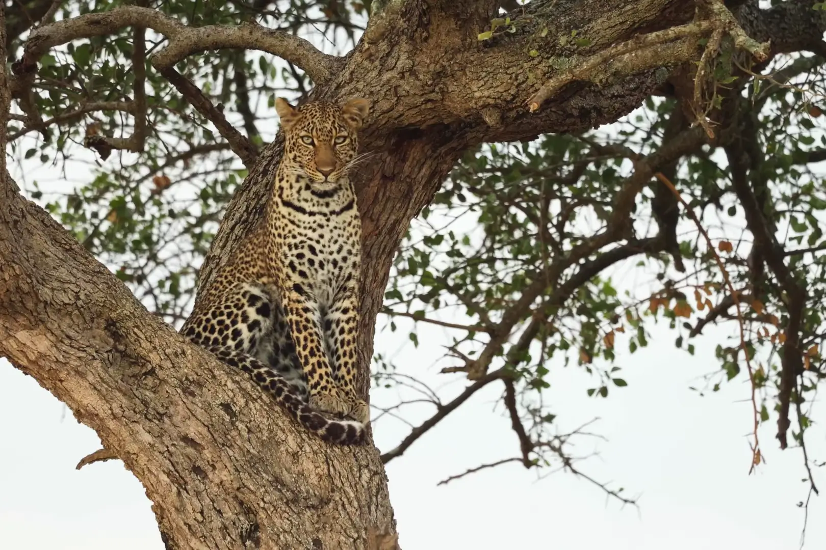 a leopard sitting in a tree