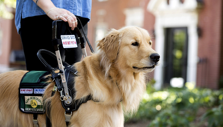 a person with a service dog