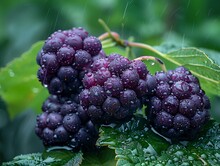 a group of black berries on a plant