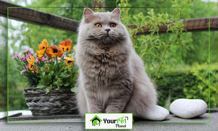 a cat sitting on a ledge