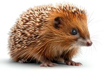 a small brown and white hedgehog