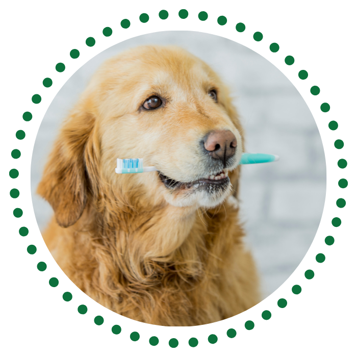 a dog holding a toothbrush in its mouth