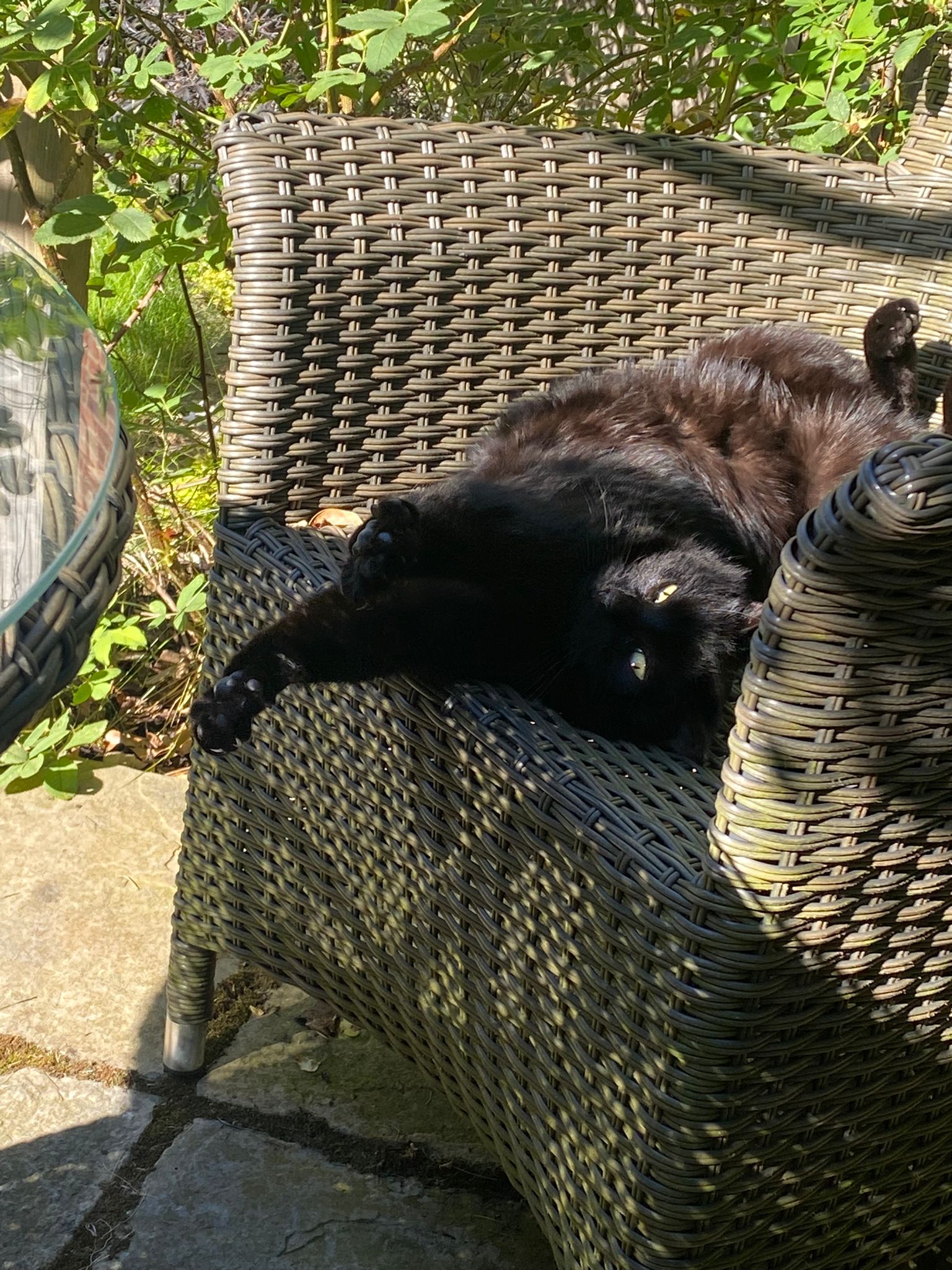 a black cat lying on a chair