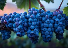 a bunch of blue grapes on a vine