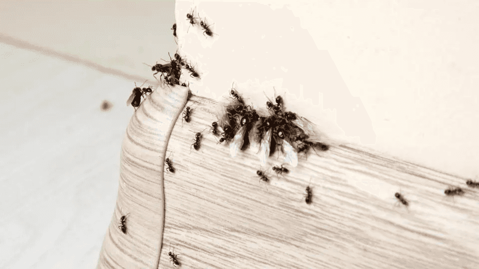 a group of ants on a surface