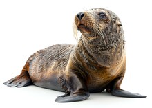 a seal lying on its back