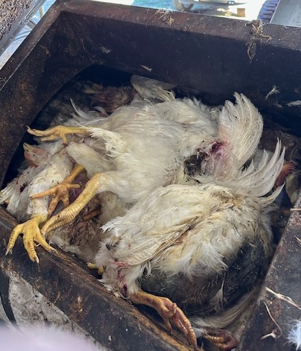a chicken in a bin