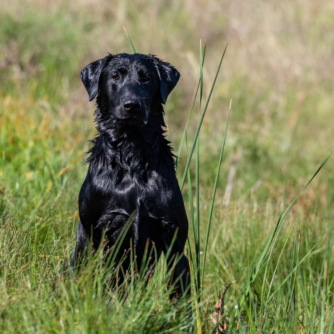 a black dog in a grassy field