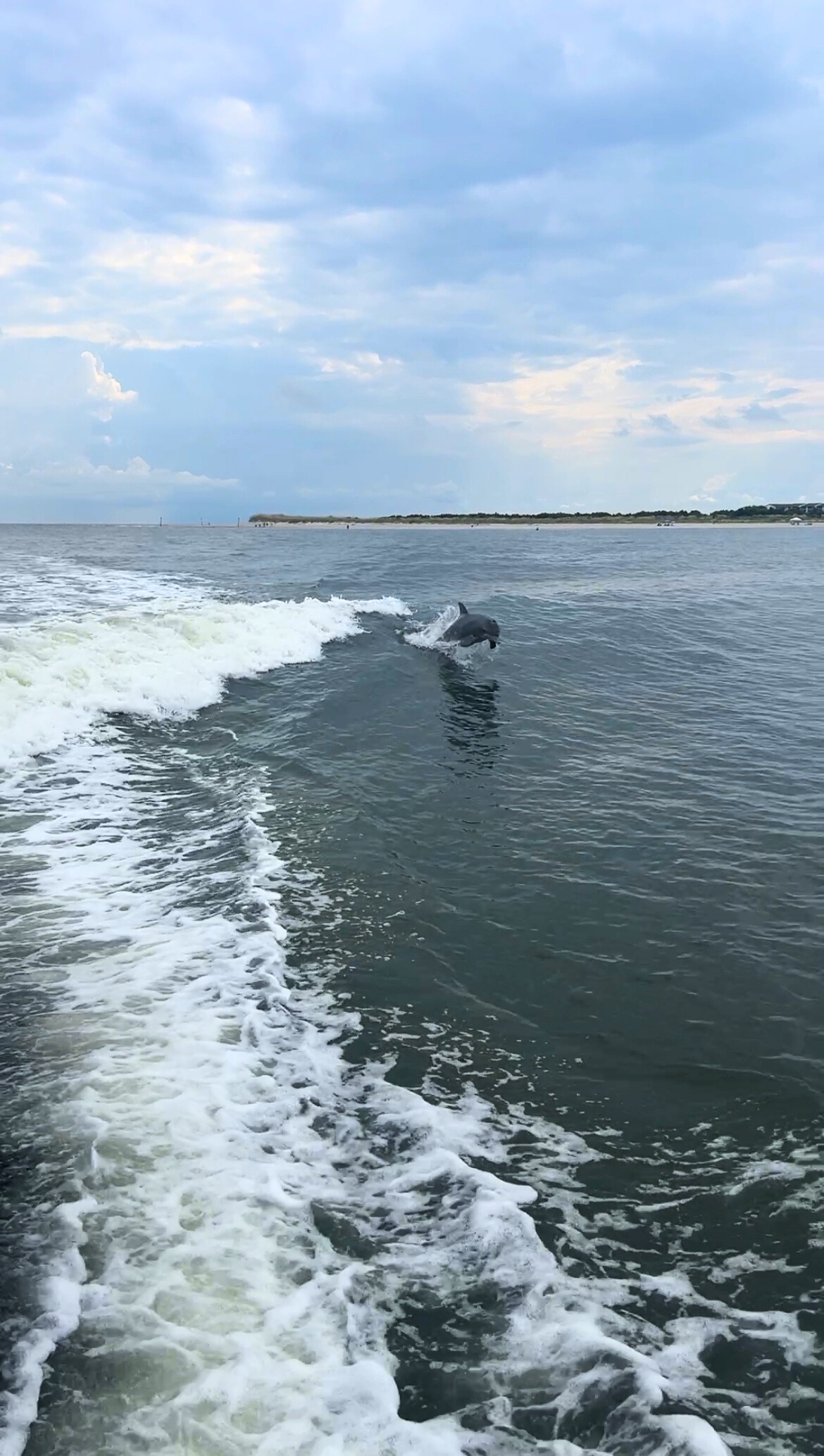 a dolphin jumping out of the water