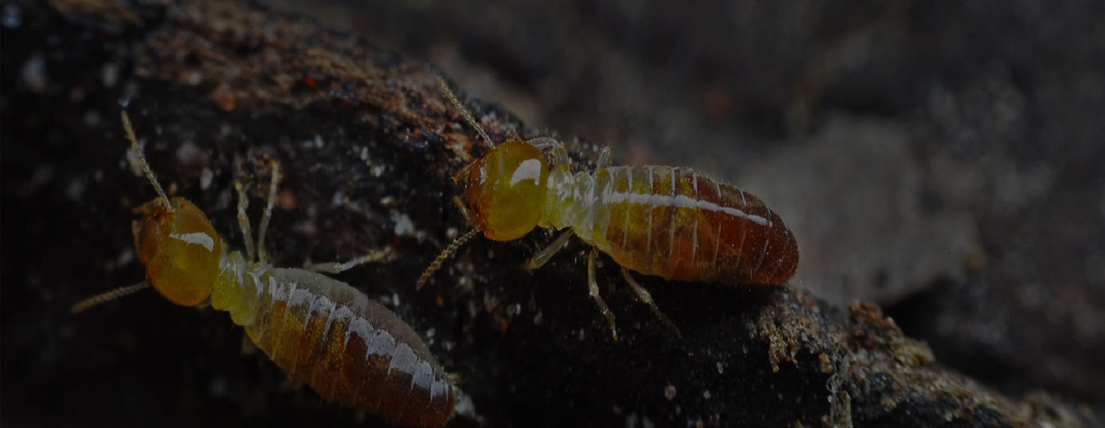 a close up of a termite
