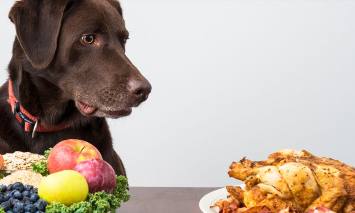 a dog looking at a plate of food