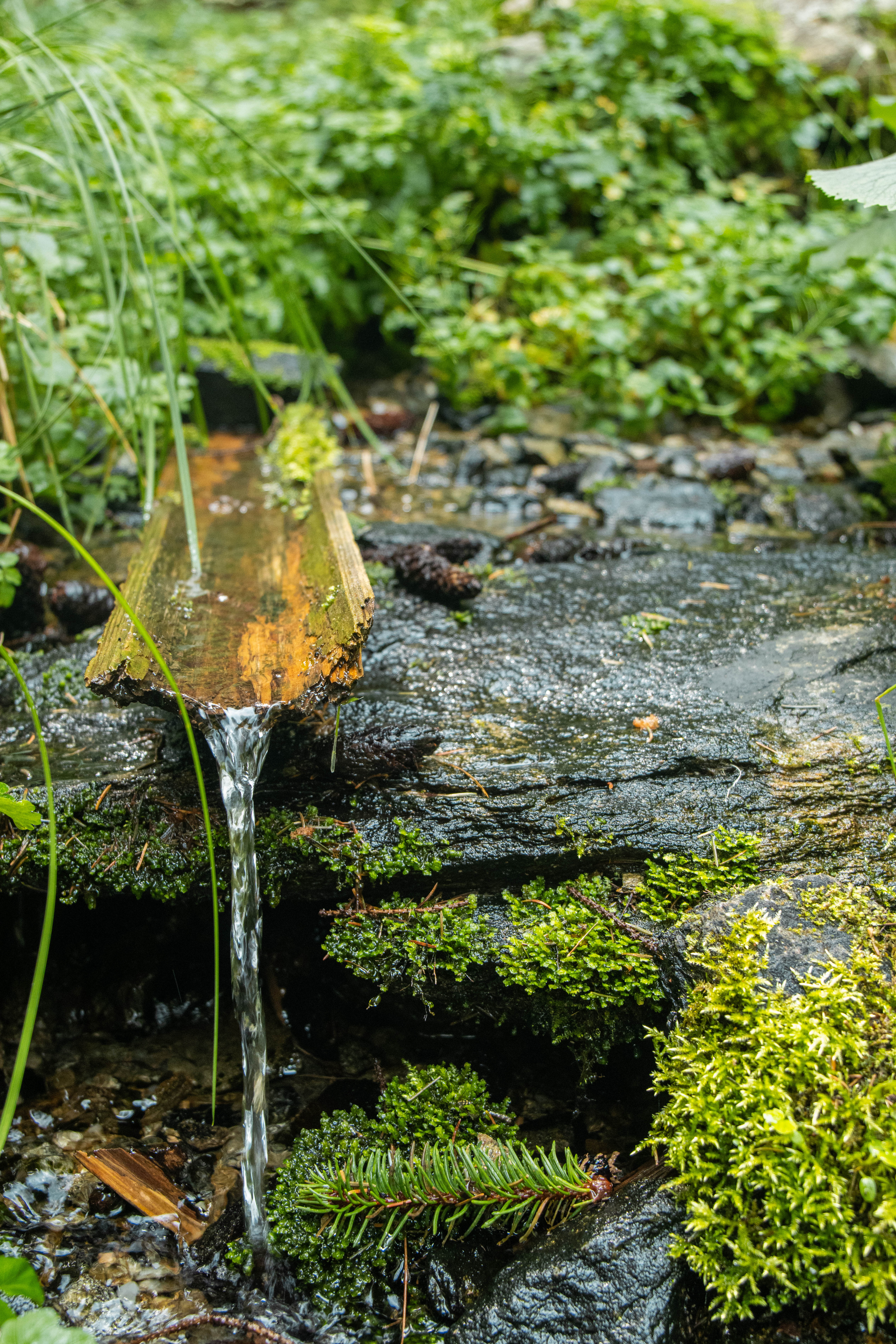 a water flowing from a log