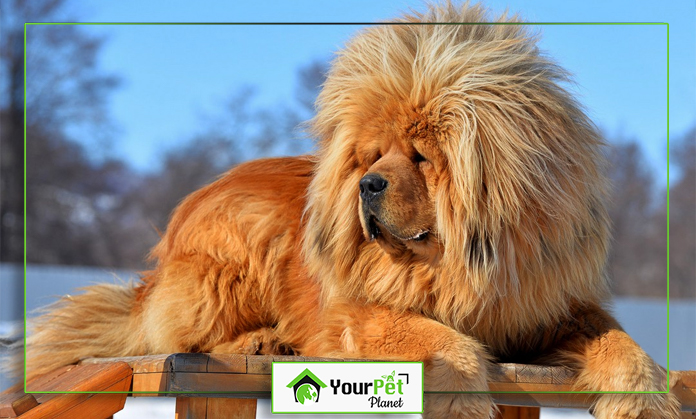 a large fluffy dog lying on a bench