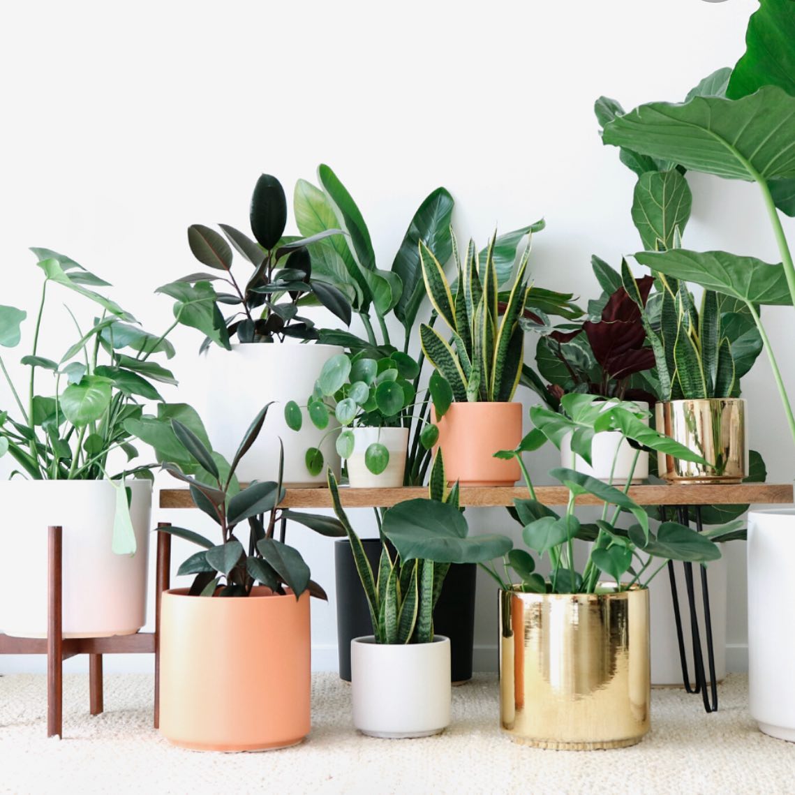 a group of potted plants