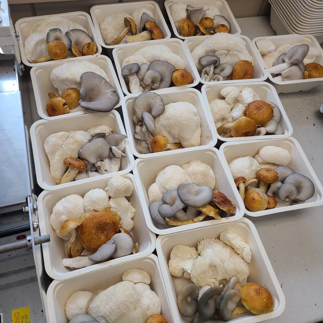 a group of containers of mushrooms