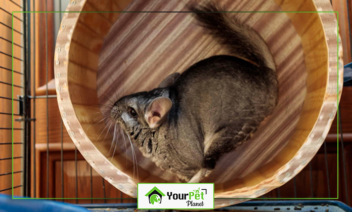 a chinchilla in a wooden bucket