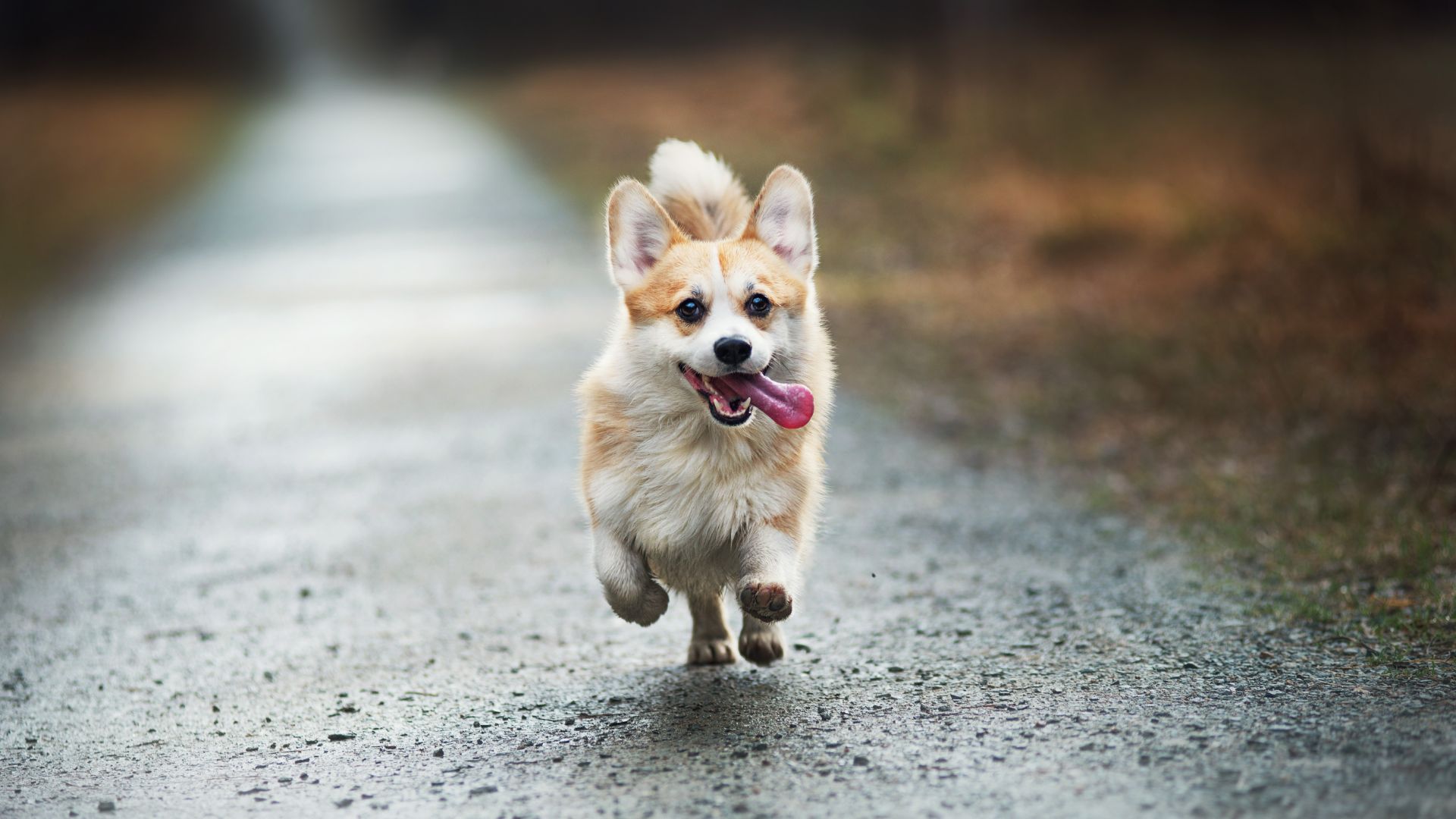 a dog running on a road