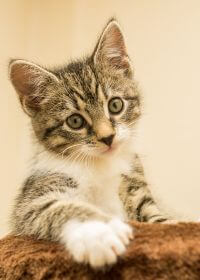 a cat with its paw on a piece of wood