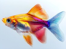 a colorful fish with a white background