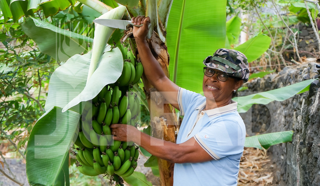a woman holding a bunch of bananas