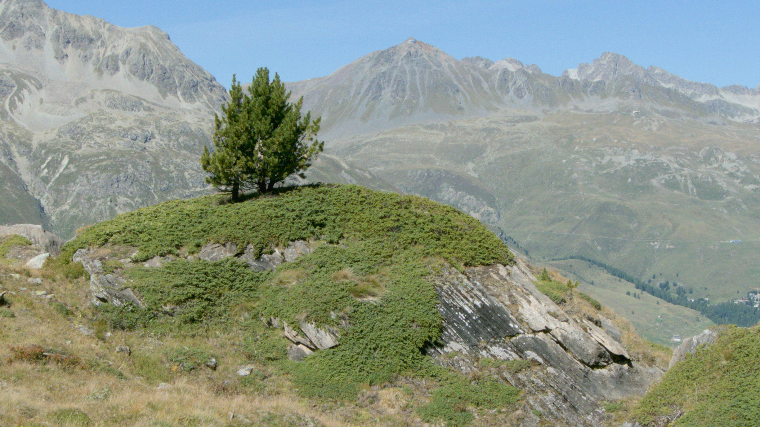 a tree on a hill with mountains in the background